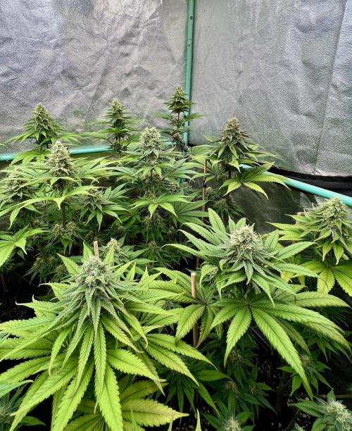 Green Crack. Week 7