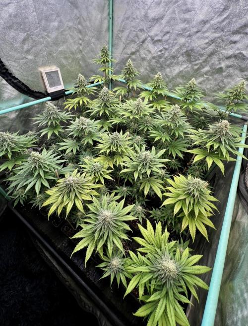 Green Crack. Week 7