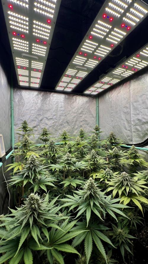 Green Crack. Week 7