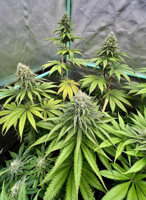 Green Crack. Week 7