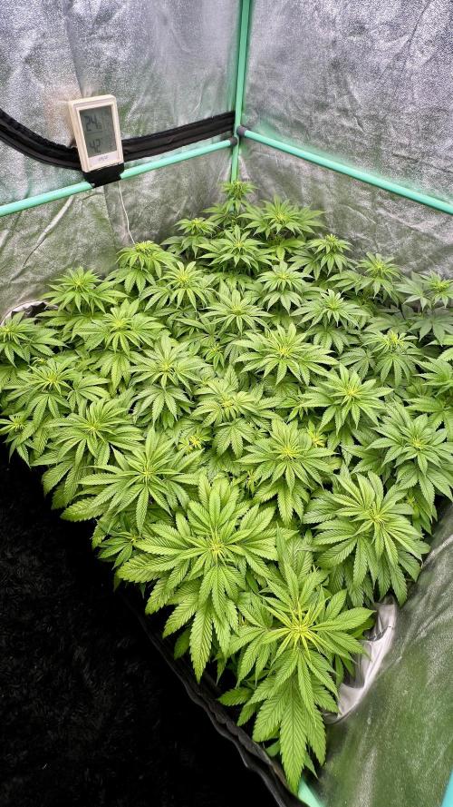Apple Fritter. Week 5