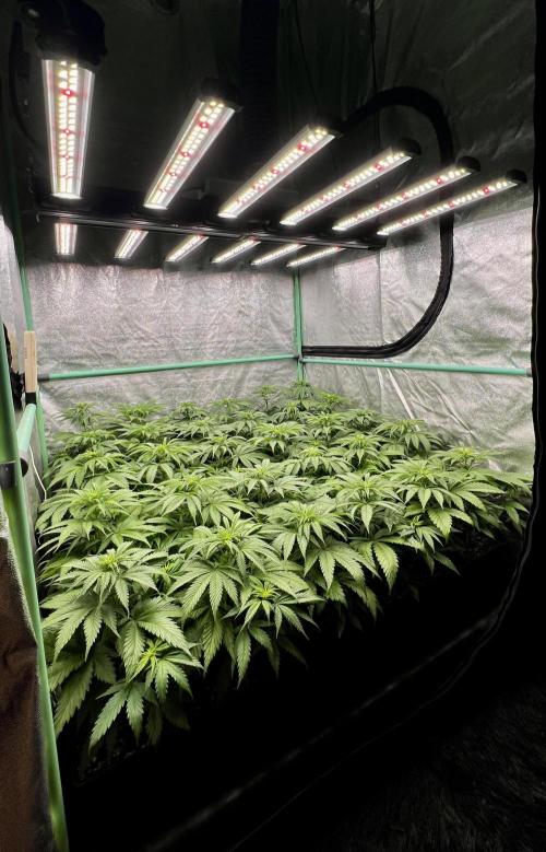 Apple Fritter. Week 5