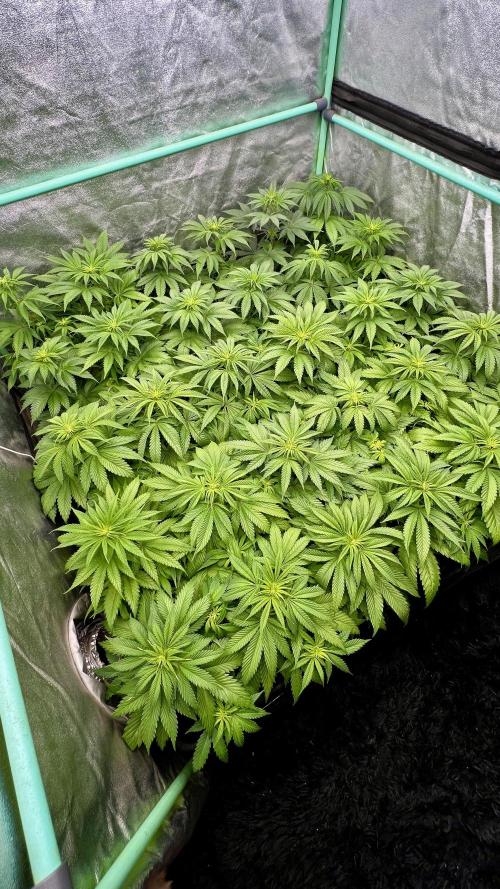 Apple Fritter. Week 5