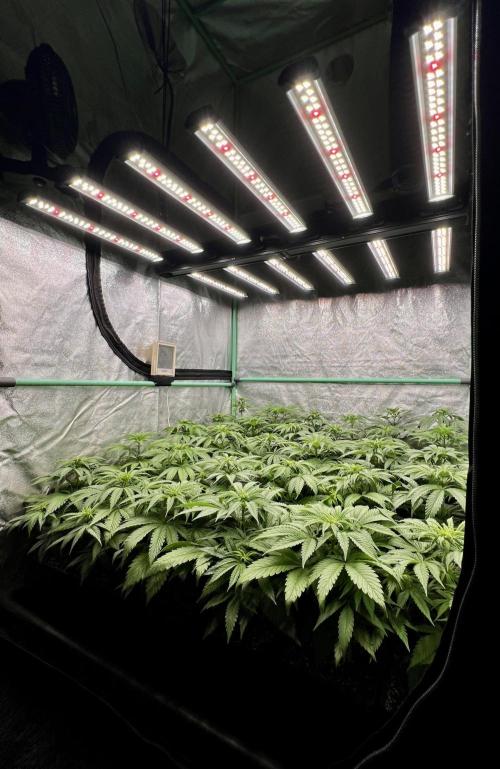 Apple Fritter. Week 5