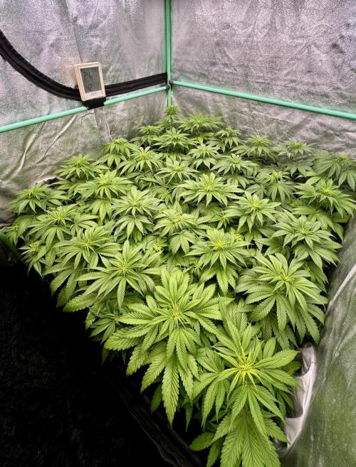 Apple Fritter. Week 5