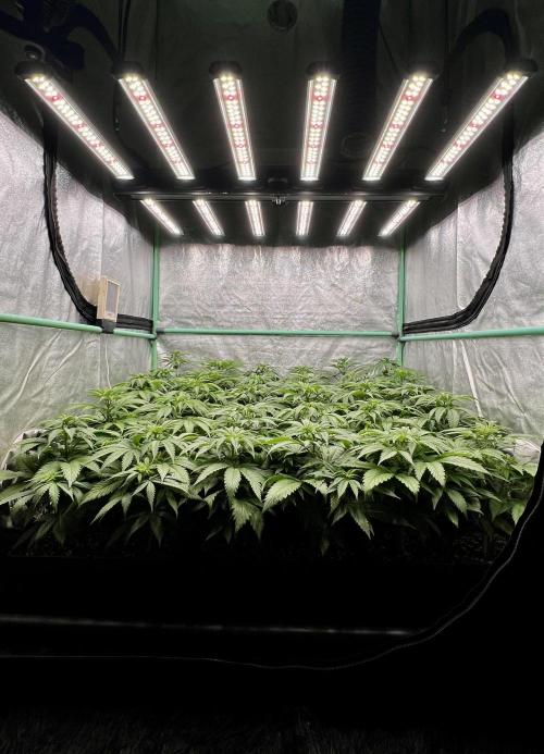 Apple Fritter. Week 5