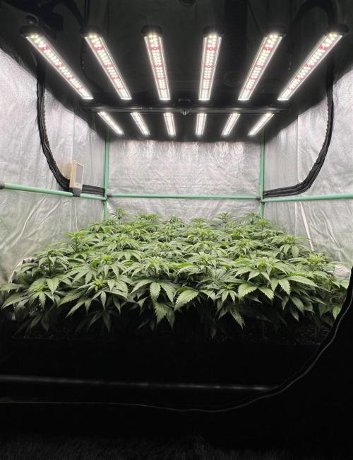 Apple Fritter. Week 5