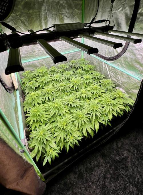 Apple Fritter. Week 5