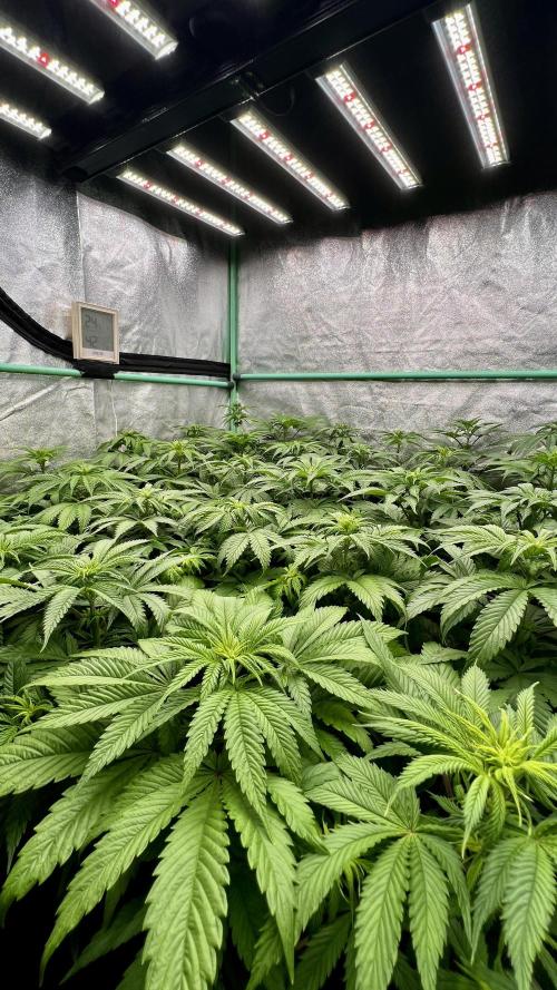 Apple Fritter. Week 5