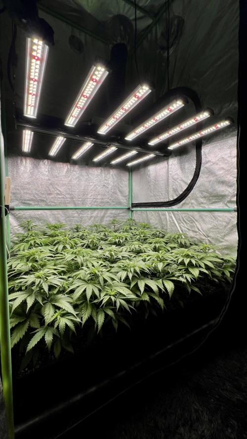 Apple Fritter. Week 5