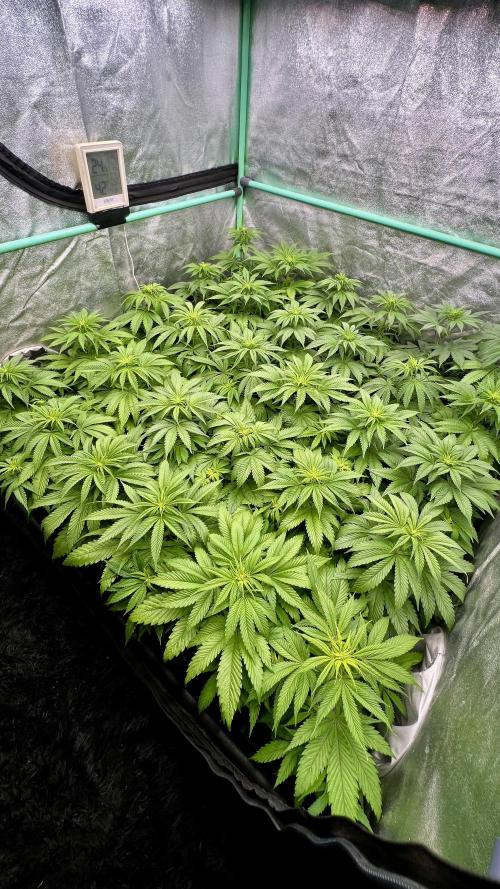 Apple Fritter. Week 5