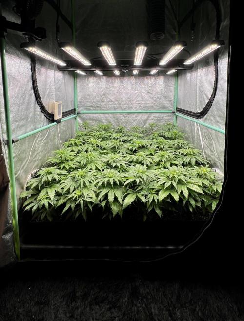 Apple Fritter. Week 5