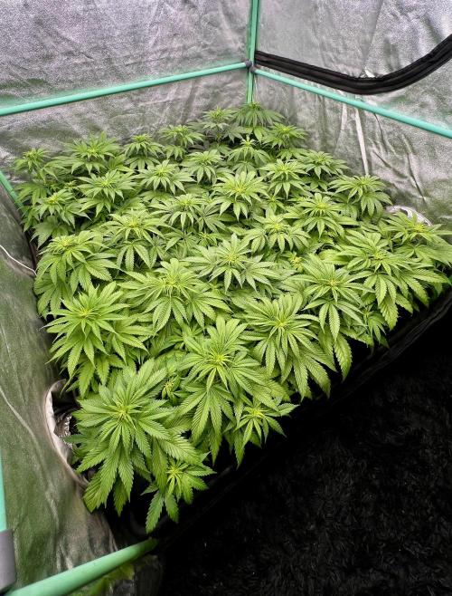 Apple Fritter. Week 5