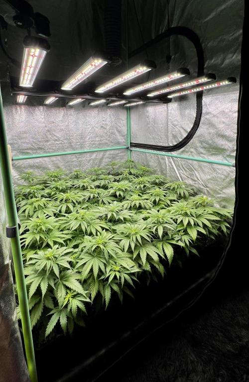 Apple Fritter. Week 5