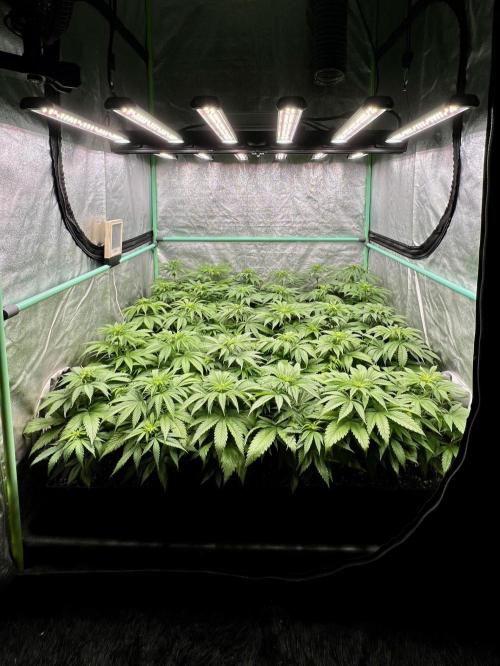 Apple Fritter. Week 5
