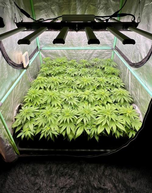 Apple Fritter. Week 5