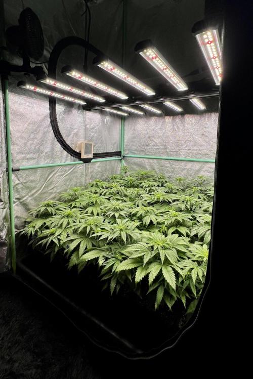 Apple Fritter. Week 5