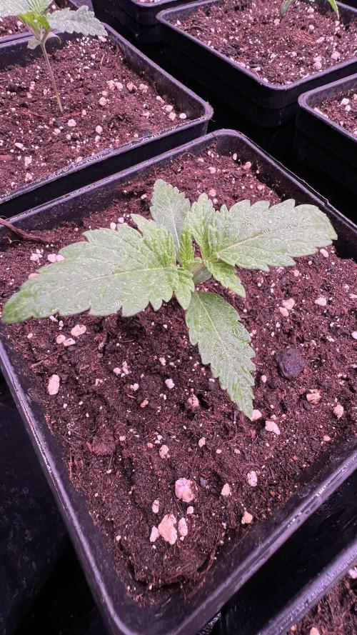 Gorilla Runtz. Week 1