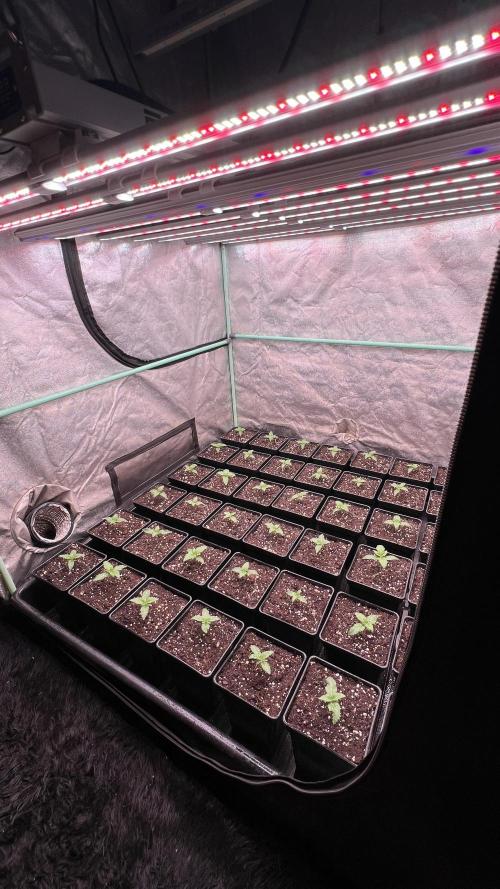 Gorilla Runtz. Week 1