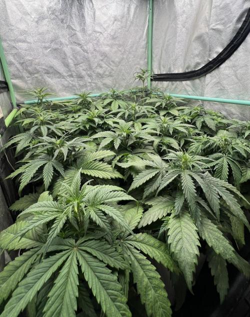 Strawberry Banana. Week 3