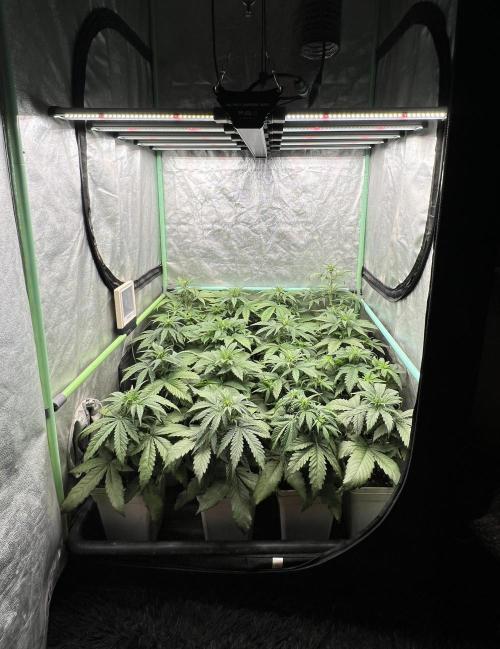 Strawberry Banana. Week 3