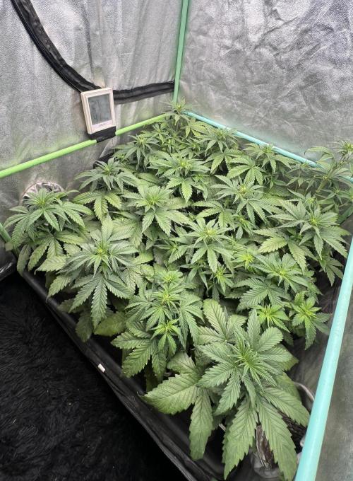 Strawberry Banana. Week 3