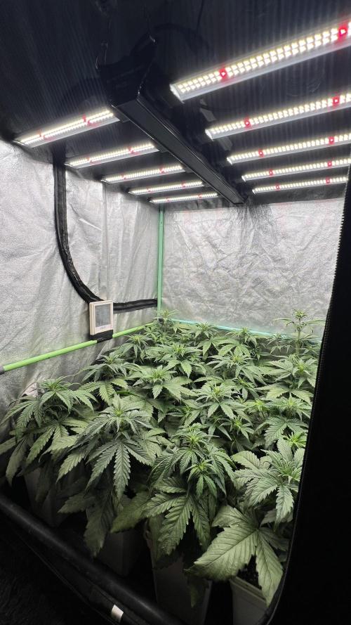 Strawberry Banana. Week 3