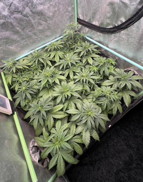 Strawberry Banana. Week 3