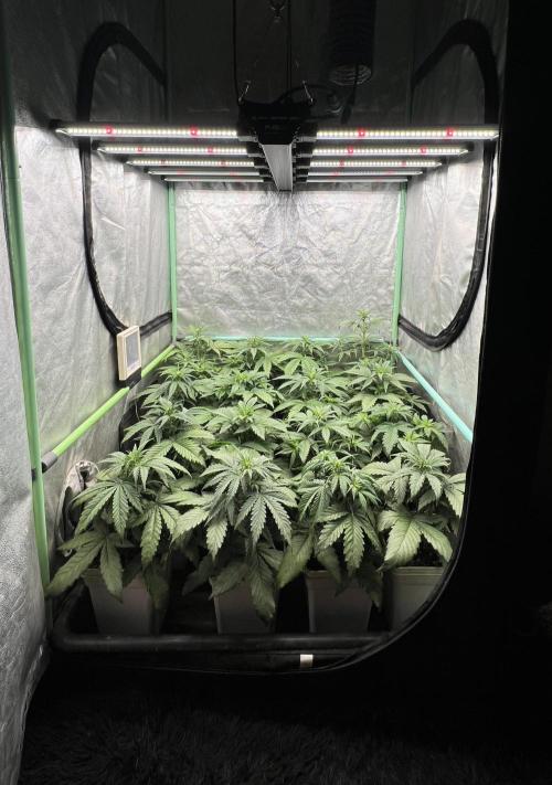 Strawberry Banana. Week 3