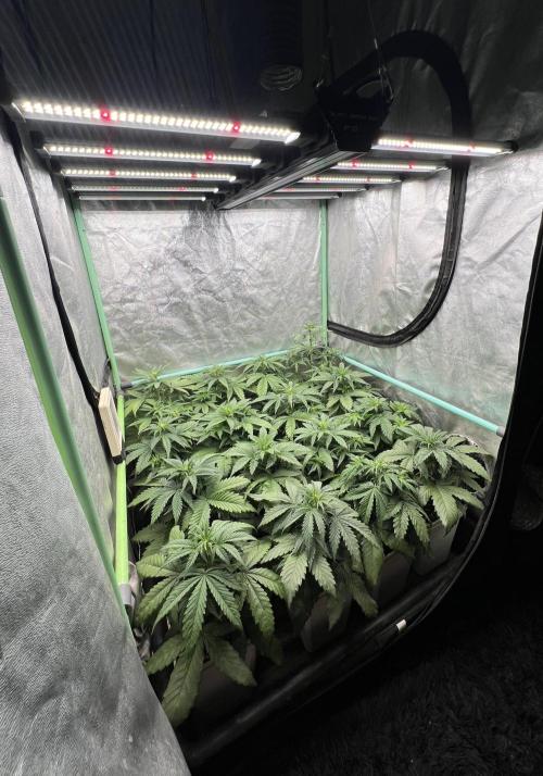 Strawberry Banana. Week 3
