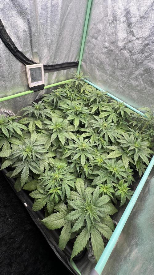 Strawberry Banana. Week 3
