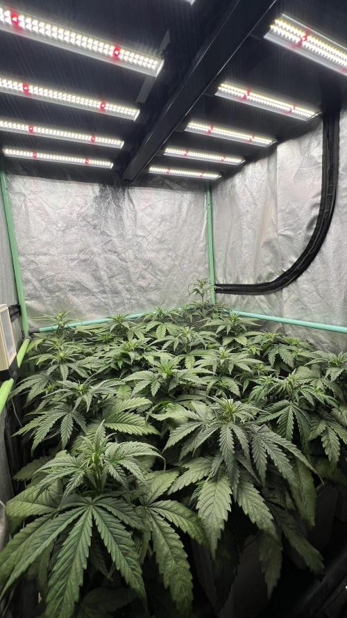 Strawberry Banana. Week 3