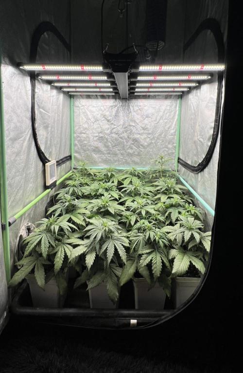 Strawberry Banana. Week 3