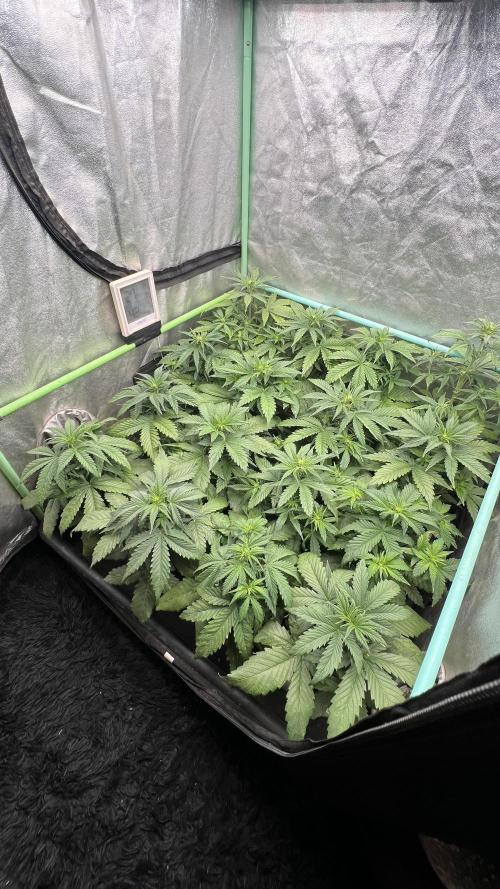 Strawberry Banana. Week 3