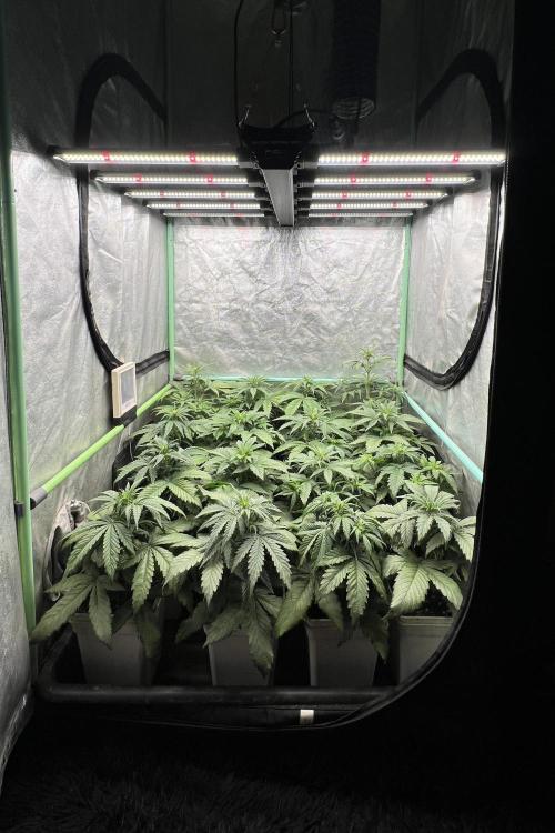 Strawberry Banana. Week 3
