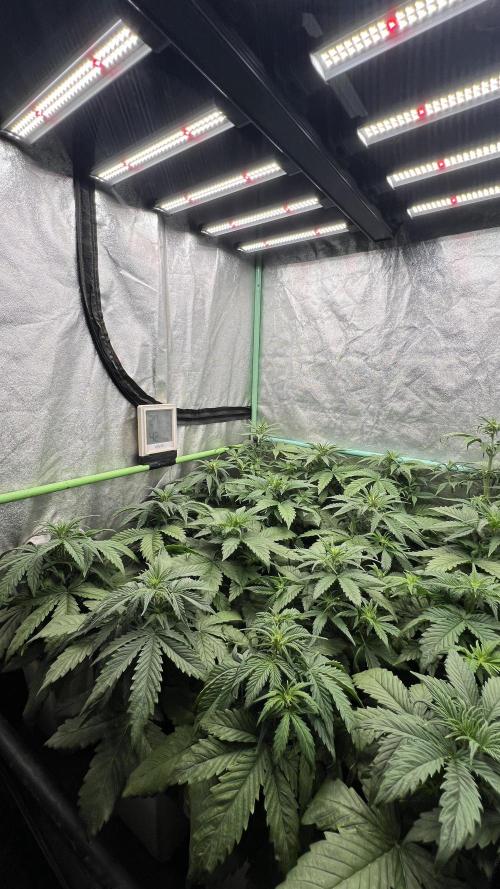 Strawberry Banana. Week 3