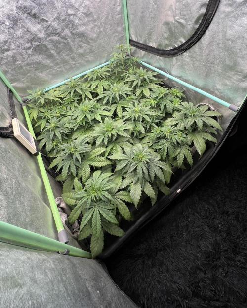 Strawberry Banana. Week 3