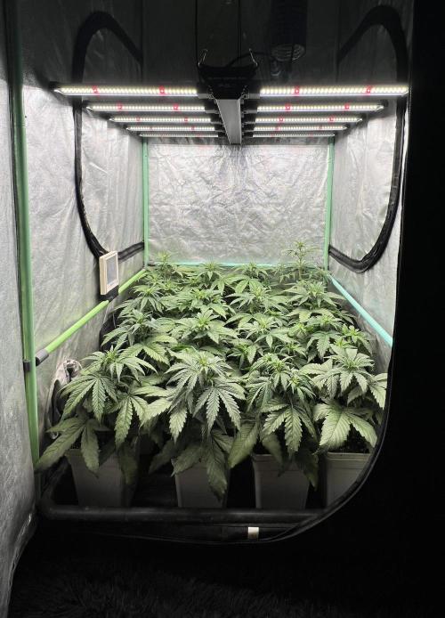 Strawberry Banana Auto. Week 3