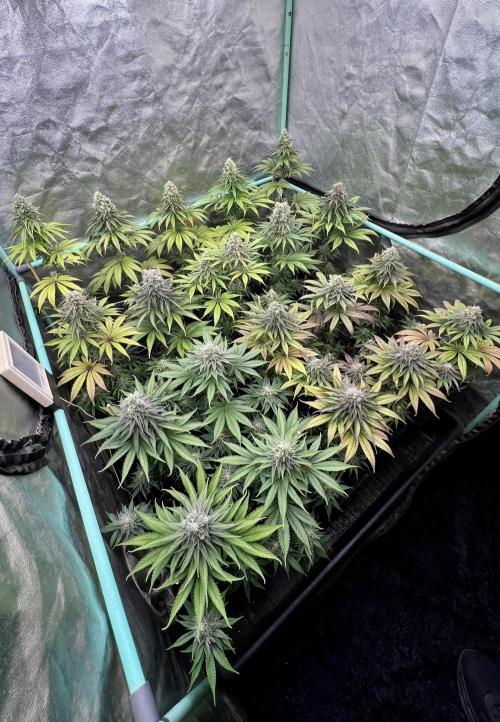 Green Crack. Week 8