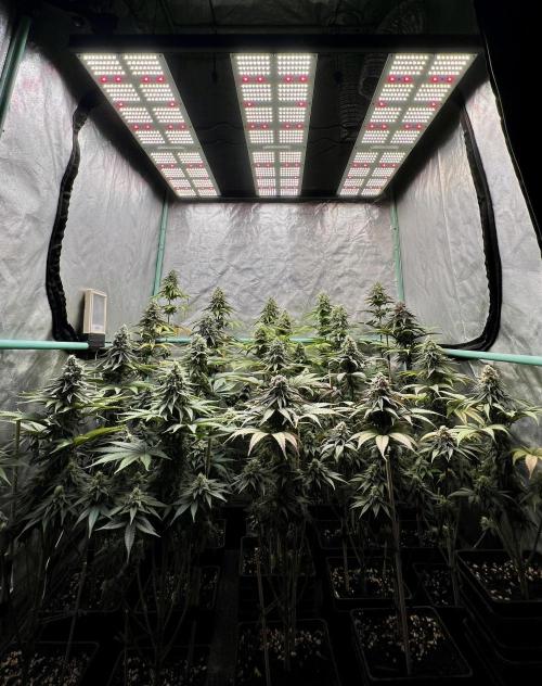 Green Crack. Week 8