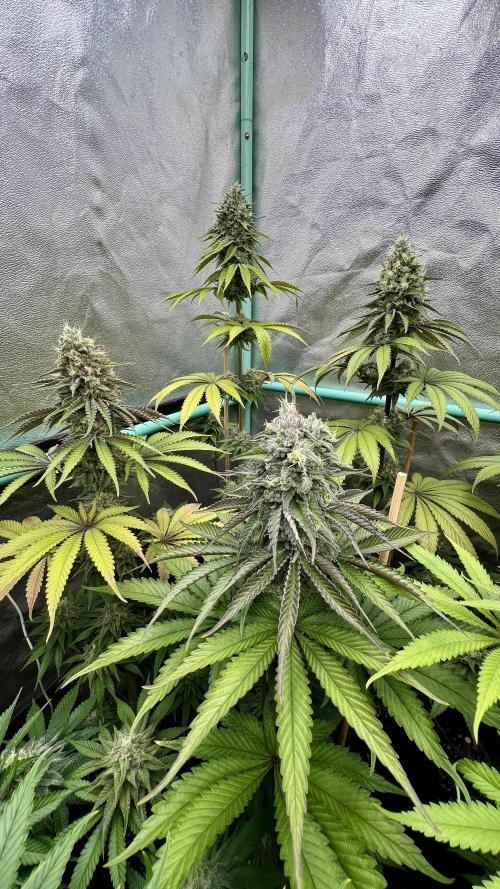 Green Crack. Week 8