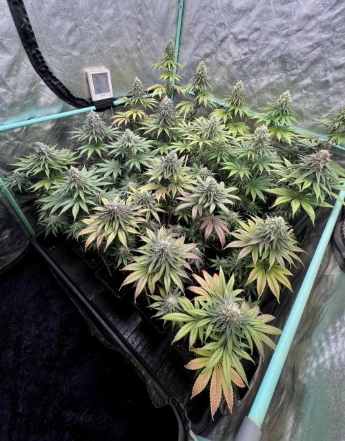 Green Crack. Week 8