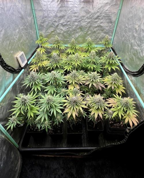 Green Crack. Week 8