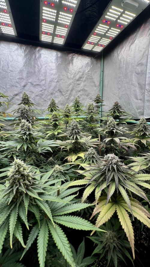 Green Crack. Week 8