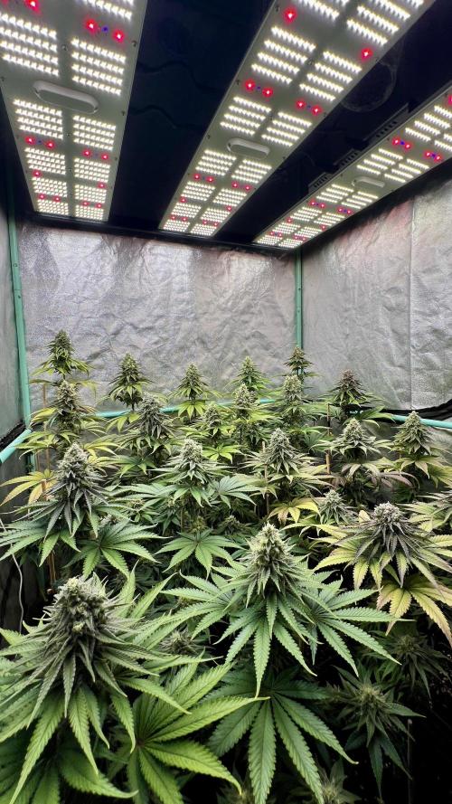 Green Crack. Week 8
