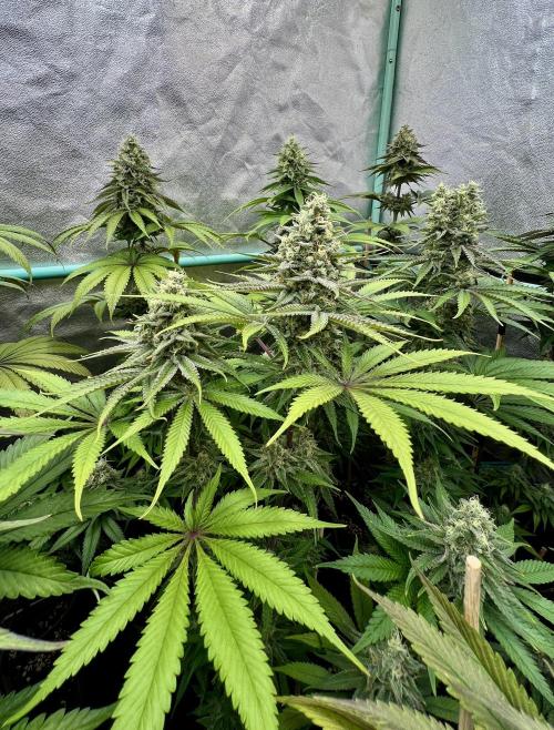 Green Crack. Week 8