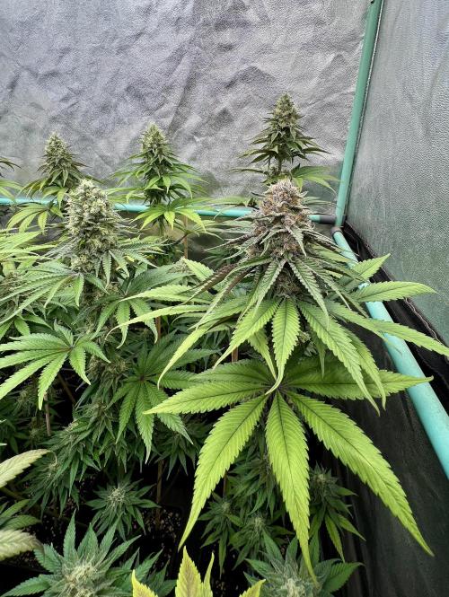Green Crack. Week 8
