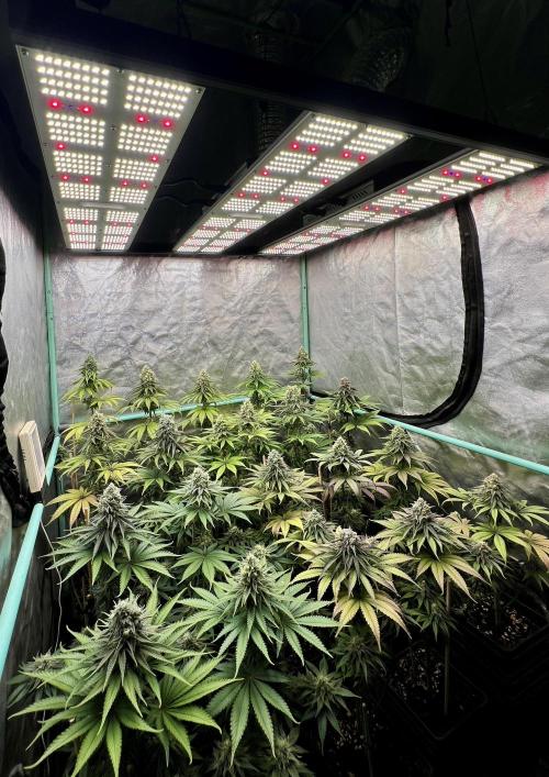 Green Crack. Week 8
