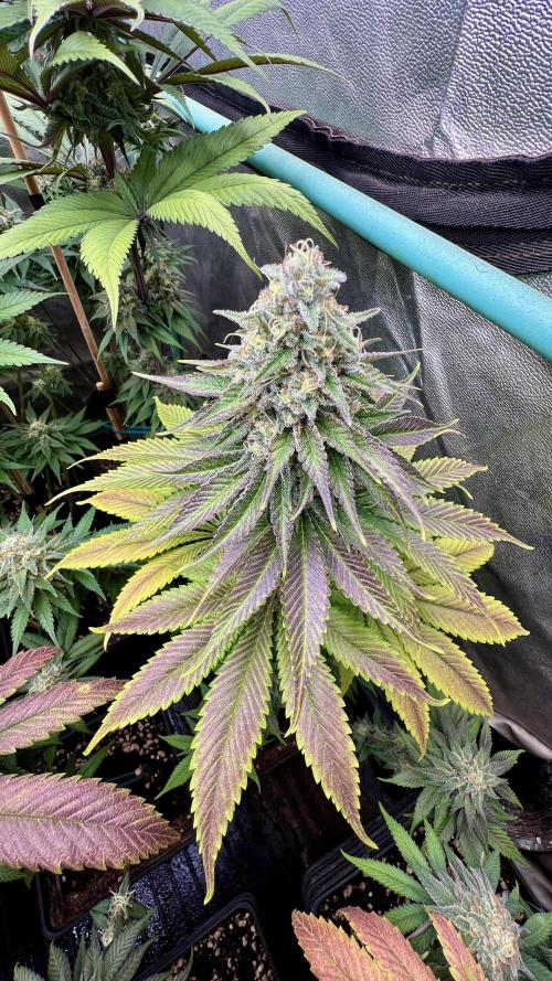 Green Crack. Week 8