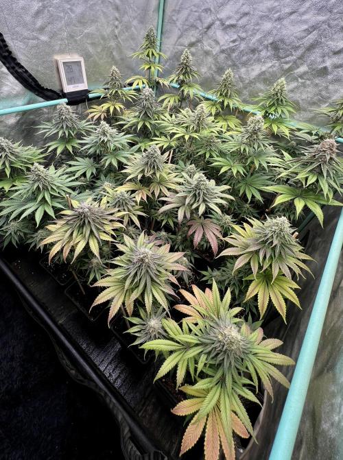 Green Crack. Week 8